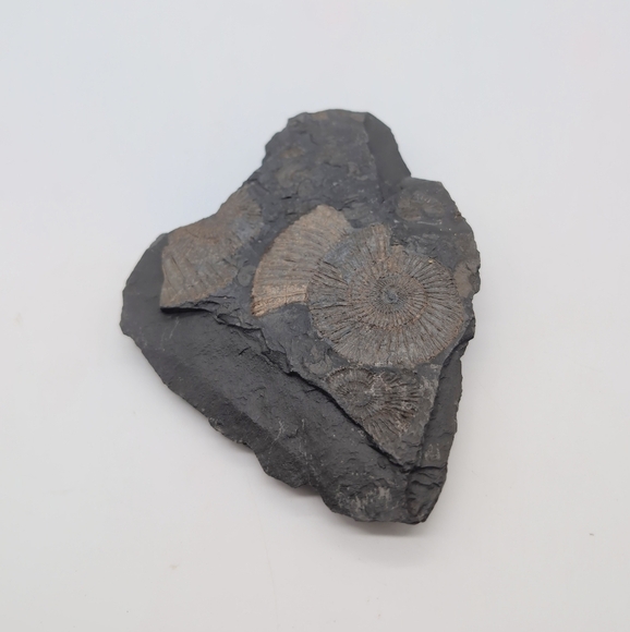 Real Multi Ammonite Fossils In Black Shale Stone Matrix - Picture 2 of 8